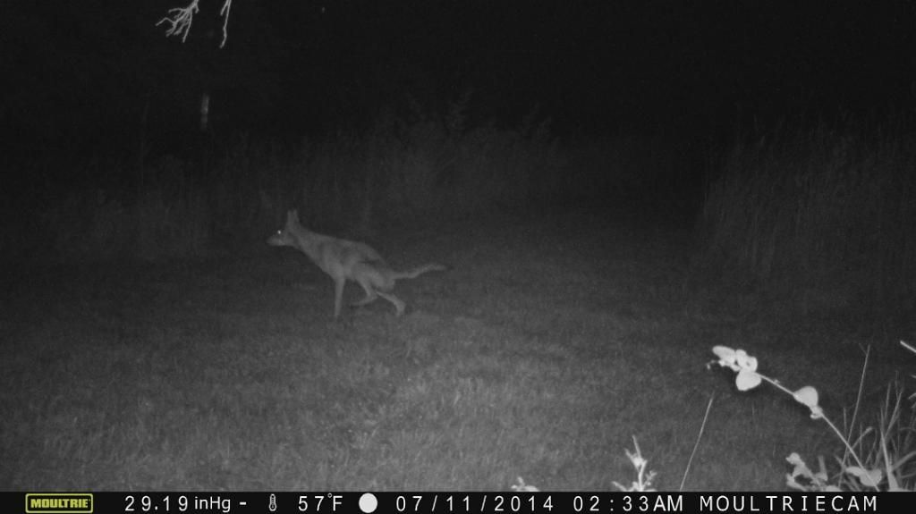Does coyote urine scare deer? HUNTING INDIANA